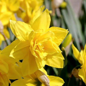 Narcissus Golden Ducat, Daffodil Golden Ducat, Daffodil Golden Ducat, Double Daffodil Golden Ducat, Double Narcissus Golden Ducat, Spring Bulbs, Spring Flowers, double narcissi, fragrant daffodils